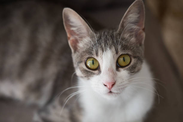 istock Striped cat with yellow eyes portrait 2185349157