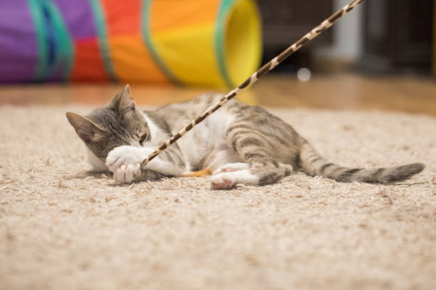 Young cat plays with a cat feather toy at home