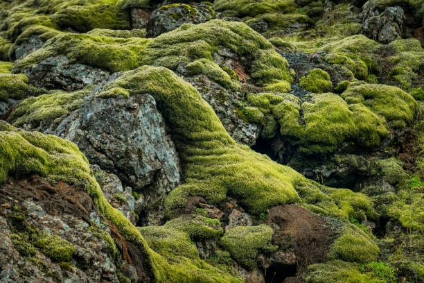 istock Moss covered lava rocks in Iceland 2185349458