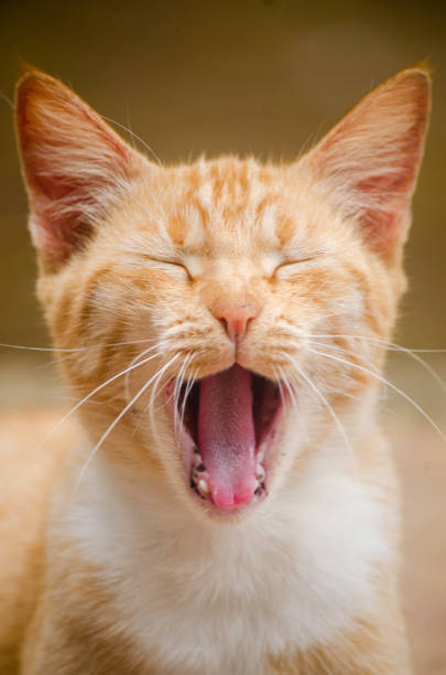 istock A beautiful orange cat yawns with white teeth 2185351133