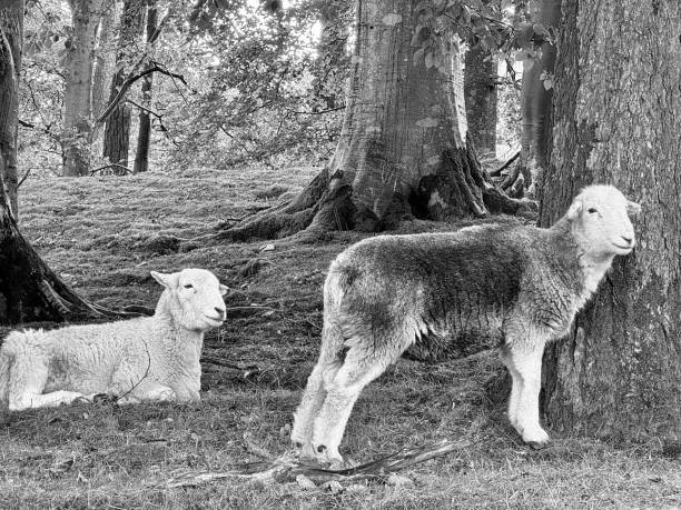 istock Sheep grazing under trees in the Lake District National Park 2185352422