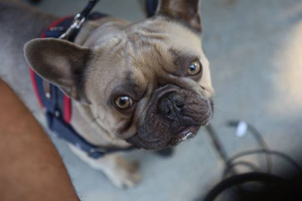 istock French Bulldog looking at camera 2185352757