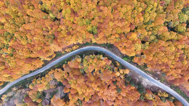 istock Autumn’s Glow: Yellow Leaves Adorning a Serene Pathway 2185354021