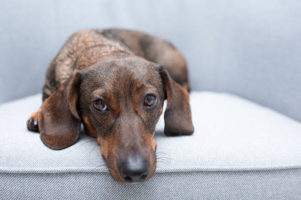 istock cute brown dachshund on a grey armchair 2185354745