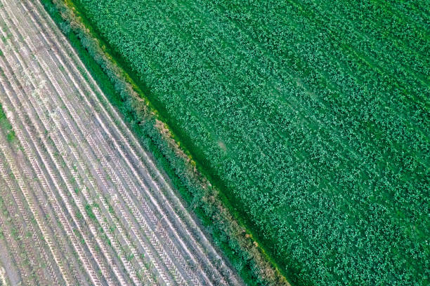 istock agricultural fields prepared for winter crops, aerial view by drone 2185355650