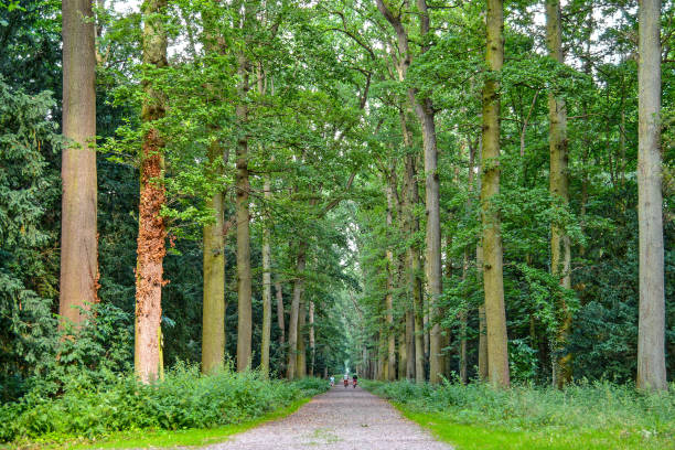 Park Enghien forest and garden in Belgium, created by Arenburg duke