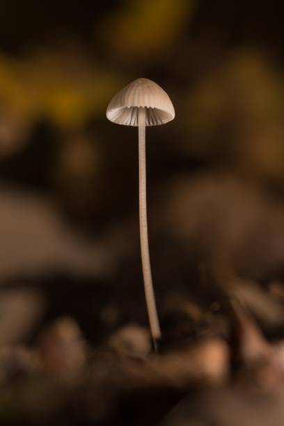 istock Close-up of a single forest mushroom. 2185357073