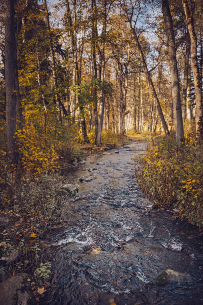 Experience the tranquility of a forest trail lined with vibrant autumn foliage and a gentle creek.
