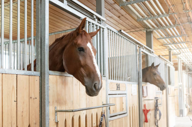 istock Horse standing in a stall in the modern stable. 2185358233
