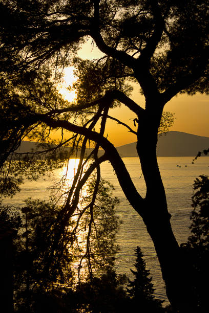 Silhouettes of trees on the seashore against the background of sunset.