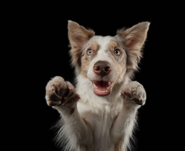 istock funny dog on a black background. smiling pet. Marble Border Collie posing 2185360568