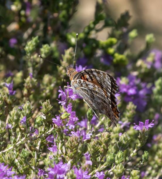 istock Butterfly in Crete Greece 2185361510