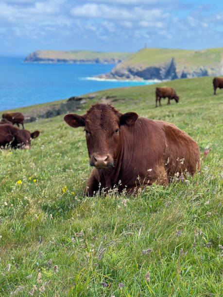 istock Front view of sitting cow in Cornwall 2185361811