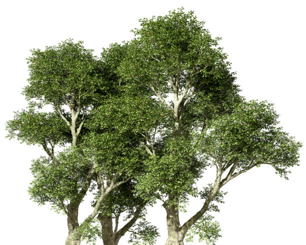 istock Hard wood jungle trees realistic growth on white backgrounds 3d render 2185362207