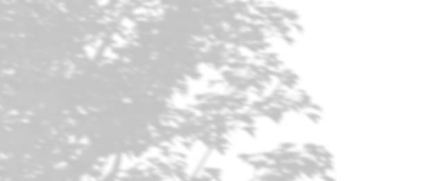 istock Isolated shadow sunshade tropics tree branches leaves on white backgrounds 3d render 2185362224