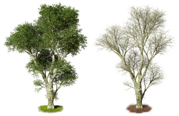 istock Isolated jungle greenery and die trees on grass meadows white backgrounds 3d illustrations 2185362225