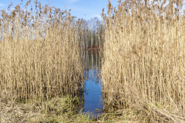 Tall, dry yellow grass by the water with a small part of the spring forest seen in the distance