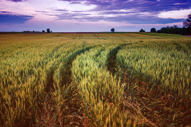 Agricultural tractor wheel marks in wheat field, selective focus