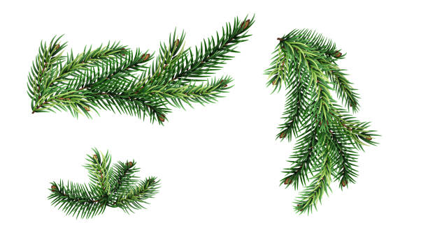bildbanksillustrationer, clip art samt tecknat material och ikoner med christmas tree branches set for christmas decor isolated - städsegrönt träd