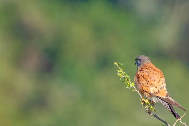 portrait of a young Kestrel Falcon (Falco tinnunculus) closeup
