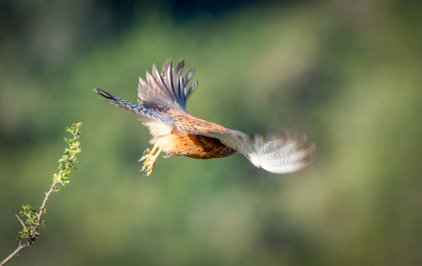istock Lesser Kestrel (Falco naumanni) flying from a tree in South Africa 2185369214