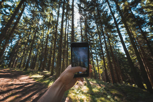 Capturing tall trees and sunlight streaming through a dense forest with a smartphone. Untouched pine forest with rays of sunshine. A traveler preserves this moment with new technology.