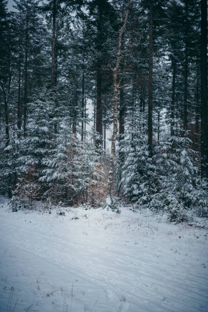 Path in a snowy winter pine tree forest during a cold winter day with fresh snowfall at the Dellen in Gelderland, The Netherlands. in Gelderland, The Netherlands.