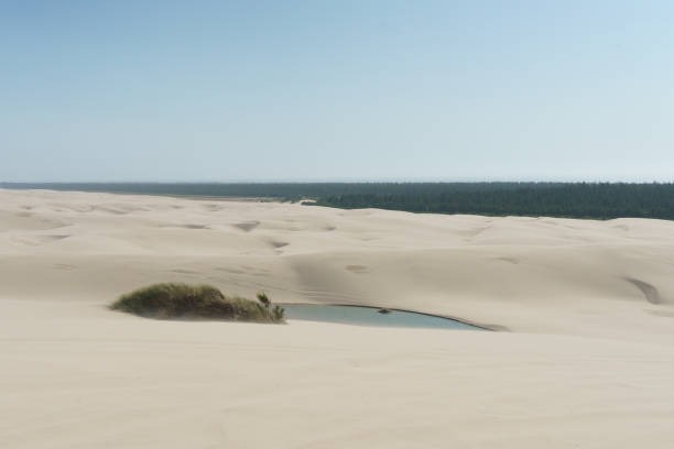 Sand Dunes in Florence, Oregon, ISA