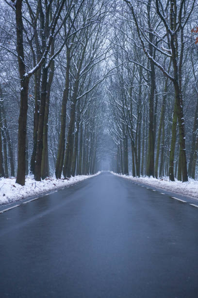 Road in a snowy winter Beech tree forest during a cold winter day with fresh snowfall at the Dellen in Gelderland, The Netherlands.