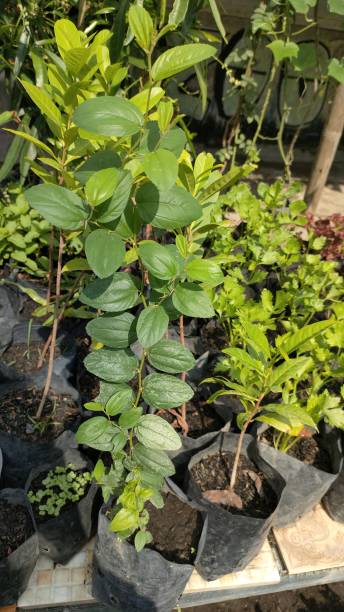 istock plant bidara in pots 2185370883
