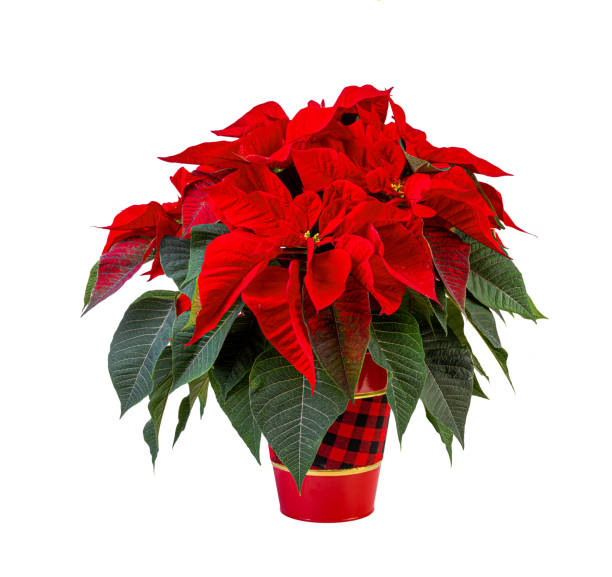 istock Potted Red Poinsettia Plant 2185371004