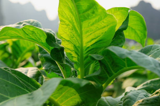 istock Tobacco leaf plant grow at field 2185371365
