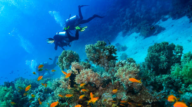 istock Underwater Landscape, Red Sea 2185371407