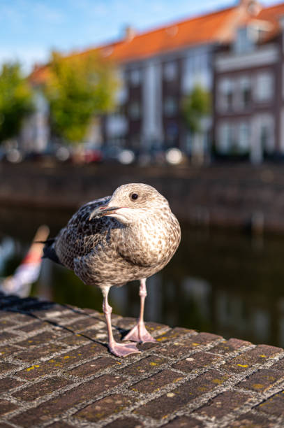 istock Autumn in Middelburg 2185371668