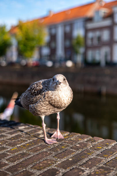 istock Autumn in Middelburg 2185371686