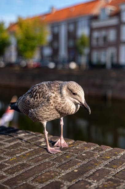 istock Autumn in Middelburg 2185371715