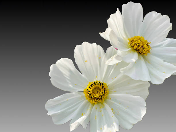 Delicate white petunia flower. White petunia flowers. Vertical photography.