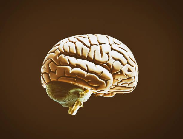 Anatomical model of a human brain.