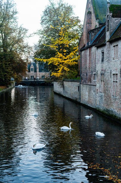 Channels of Bruges with swans in the evening. Belgium