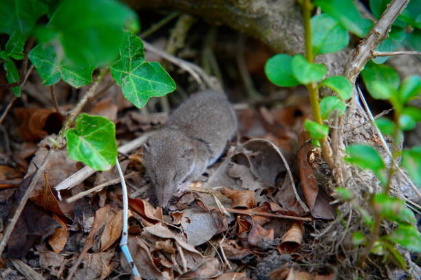 Pygmy Shrew in Wild Grass: Pale Grey-Brown Fur and Long Hairy Tail