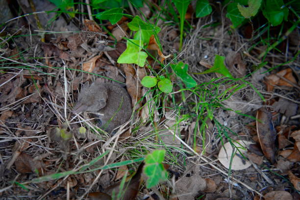 Three tiny, newly born house mice, less than three centimetres long, out in the open for the first time.