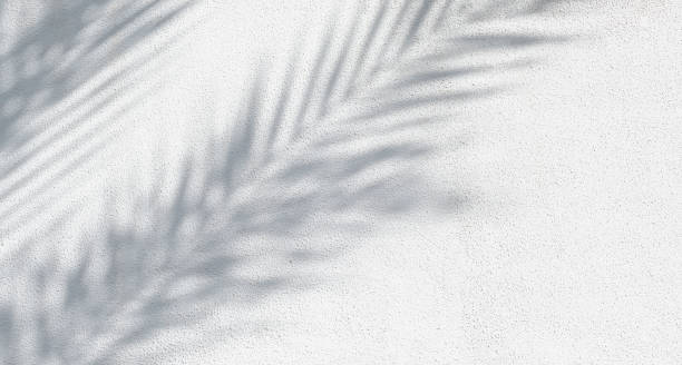 istock Painted textured white wall with soft grey shadows from palm leaves 2185373996