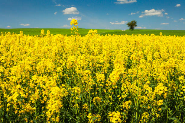 istock A field of rapeseed and a tree on the horizon 2185375611