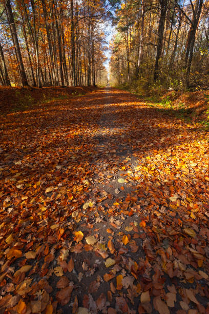 Path and fallen leaves in the sunny autumn forest