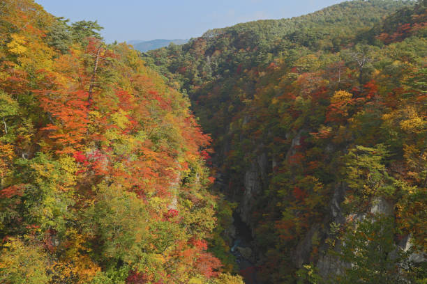 istock View of autumn leaves. 2185377568