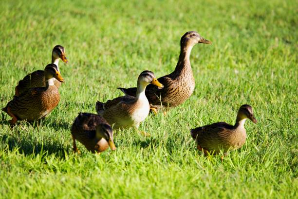 istock Duck family on tour 2185379118