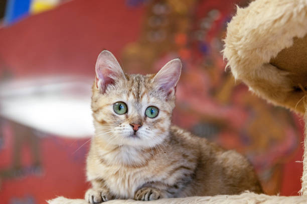Striped small Scottish kitten with short legs on a cat's climber indoors