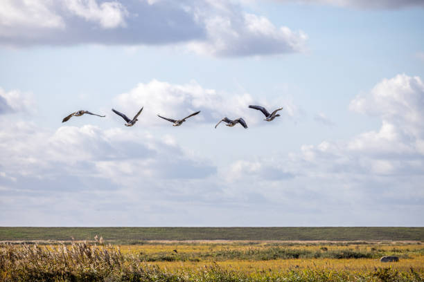 The grelag geese are some of the last to migrate to the south for the upcoming winter. The picture is taken at Kalvebod Fælled - Kalvebod Commons, which is a nature area and public park close to the center of Copenhagen - it is famous for its many migrating birds in the autumn and the early spring