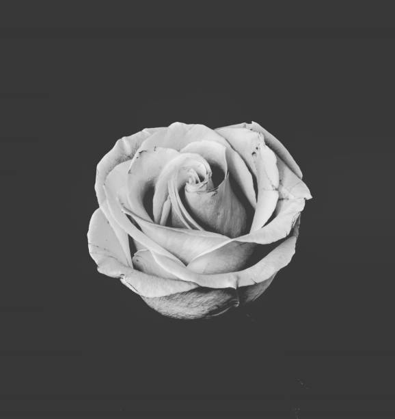 istock rose flower growing on black background 2185381188