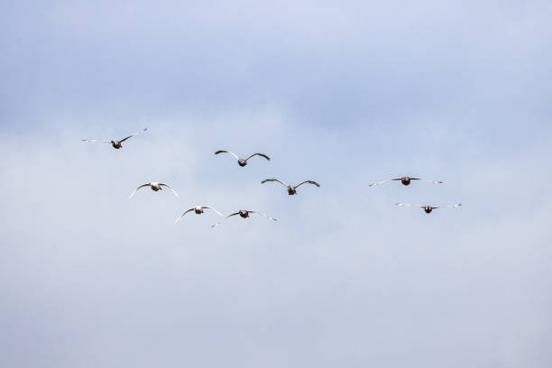 Family of flying mute swans - two adults and some almost grown ups. The picture is taken at Kalvebod Fælled - Kalvebod Commons, which is a nature area and public park close to the center of Copenhagen
